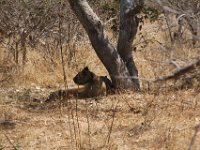 Marion, Romane South Africa 2014 (34 of 63) : KNP Satara area, Marion visit